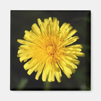 Imán Dandelion