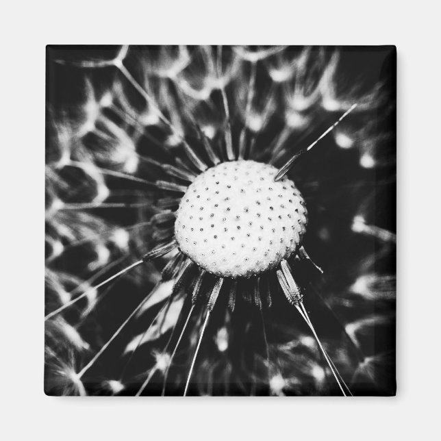 Imán dandelion blacq (Frente)