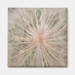 Imán Dandelion Close Up Magnet