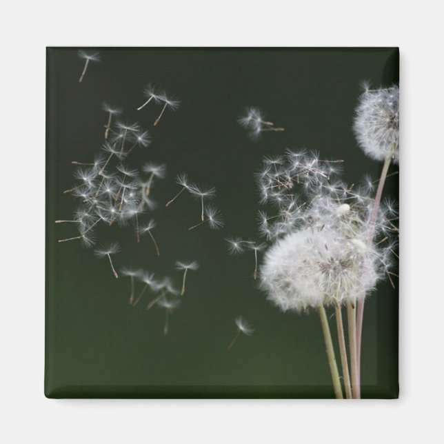 Imán Dandelion Fluff (Frente)
