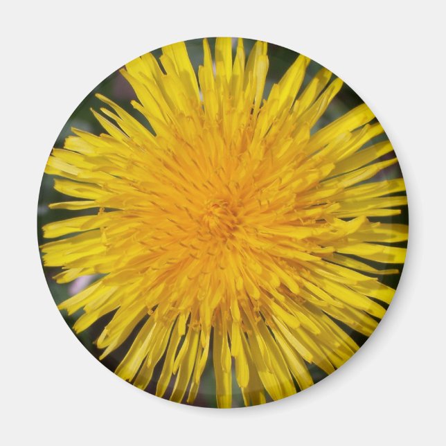 Imán Dandelion Fridge Magnet (Frente)