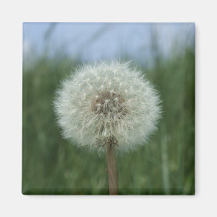 Imán Dandelion Magnet