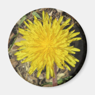Imán Dandelion Magnet
