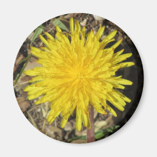 Imán Dandelion Magnet