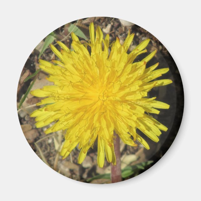 Imán Dandelion Magnet (Frente)