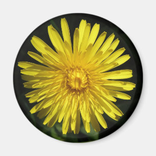 Imán Dandelion Magnet