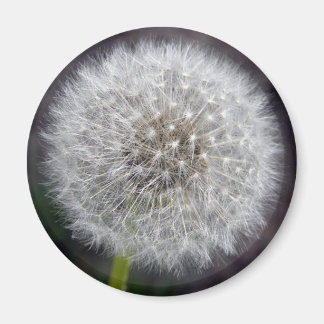 Imán Dandelion Puff Magnet