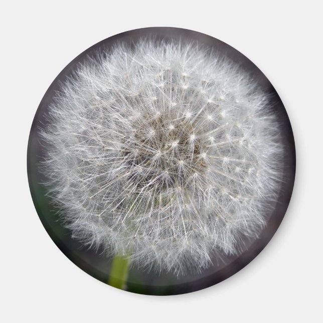 Imán Dandelion Puff Magnet (Frente)