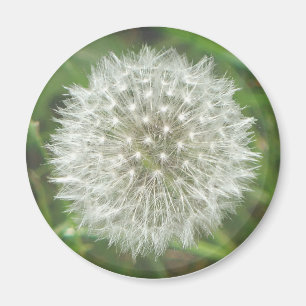 Imán Dandelion Seedhead