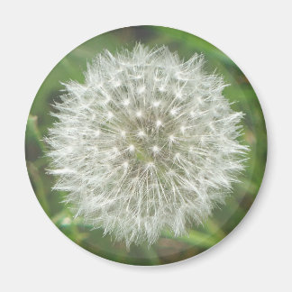 Imán Dandelion Seedhead