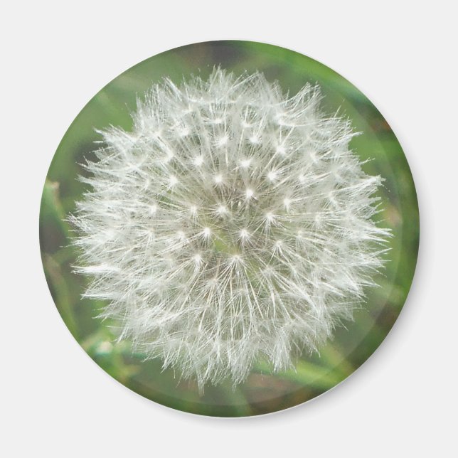 Imán Dandelion Seedhead (Frente)