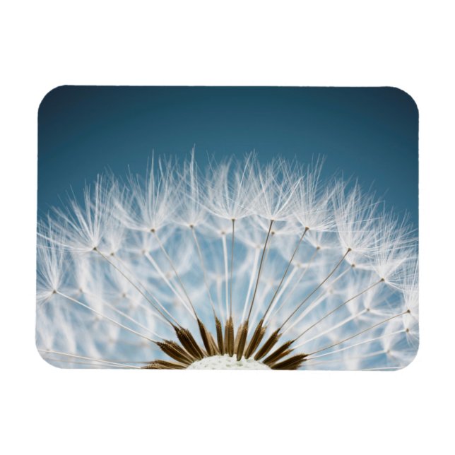 Imán Dandelion Seeds (Horizontal)