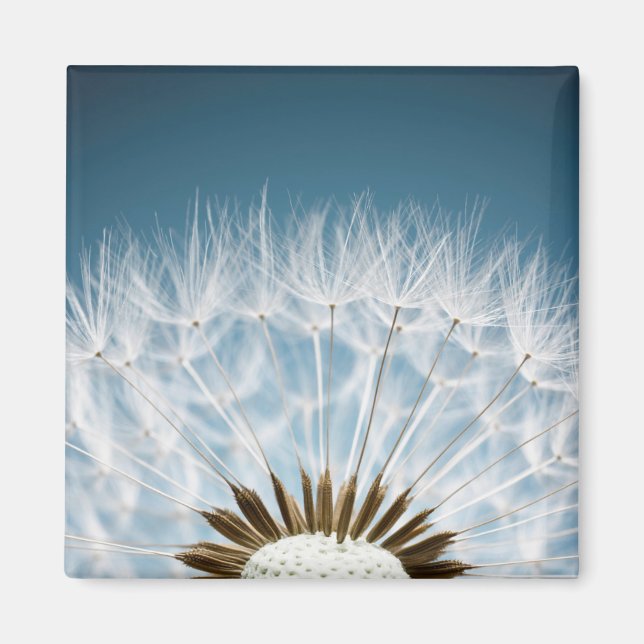 Imán Dandelion Seeds (Frente)