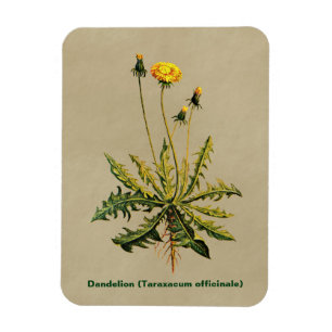 Imán Dandelion Sobre Papel Antiguo