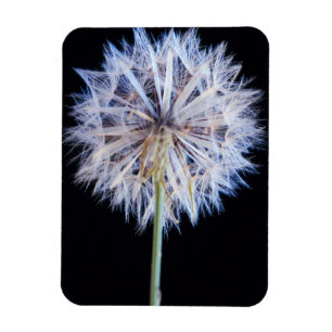 Imán Dandelion (Taraxacum Officinale) Seed Head