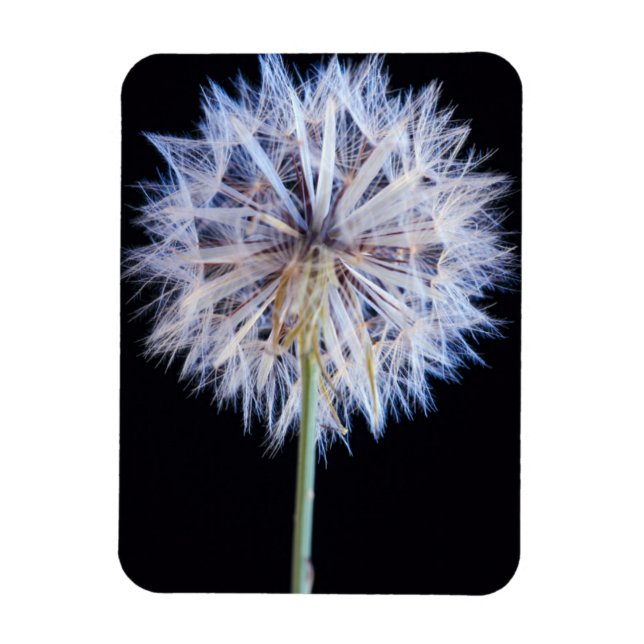 Imán Dandelion (Taraxacum Officinale) Seed Head (Vertical)