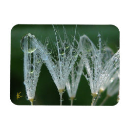 Imán Dandelion with Dew Peaceful Nature Meditation