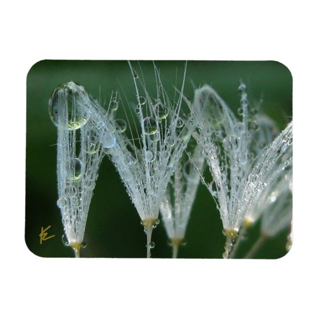 Imán Dandelion with Dew Peaceful Nature Meditation (Horizontal)