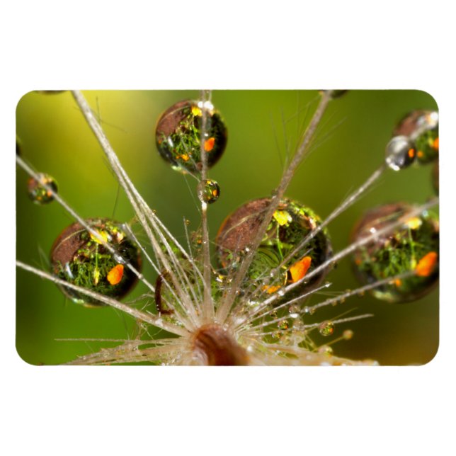 Imán Dandelion Y Dropletas De Agua (Horizontal)