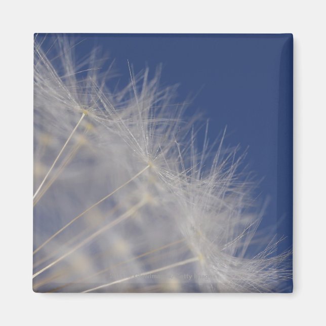 Imán Dandelions (Frente)