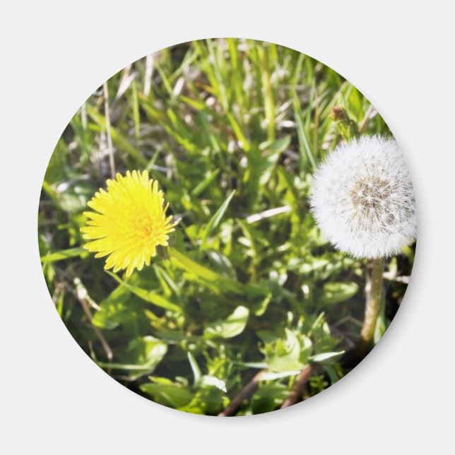 Imán Dandelions On The Meadow (Frente)