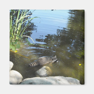 Imán Dándose un chapuzón