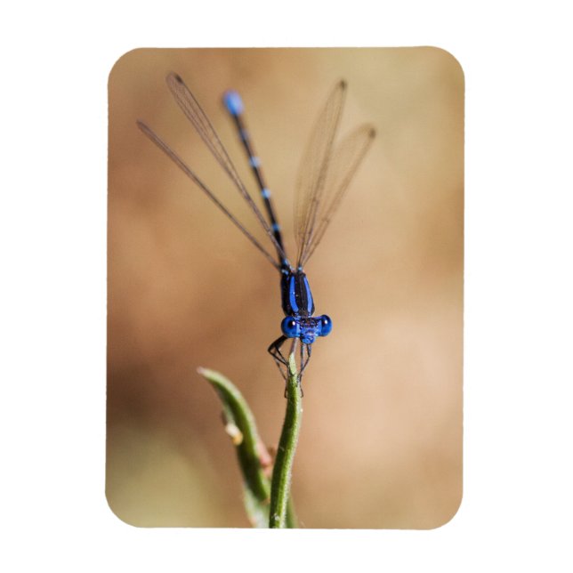 Imán Danza de la mosca (Vertical)