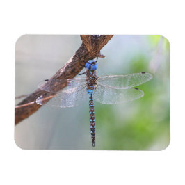 Imán Darner Dragonfly de ojos azules