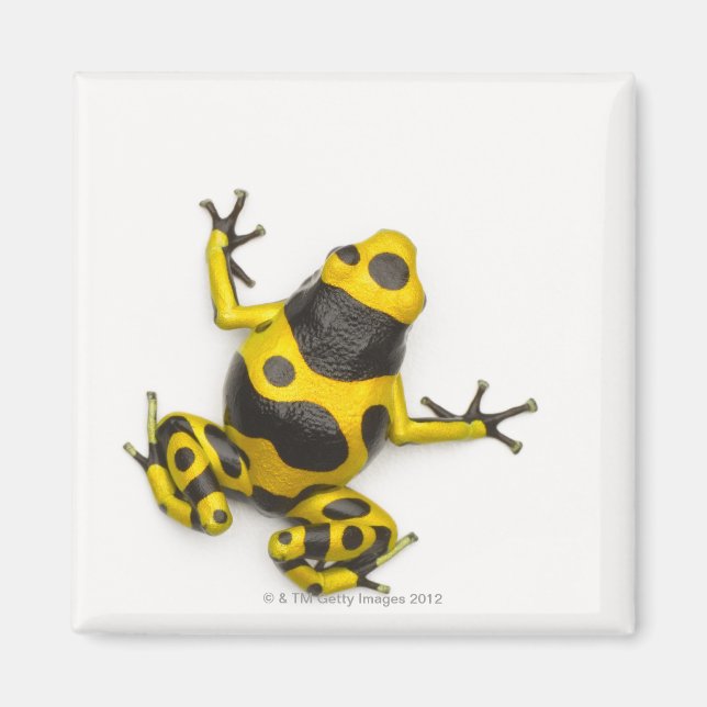 Imán Dart Frog (Frente)