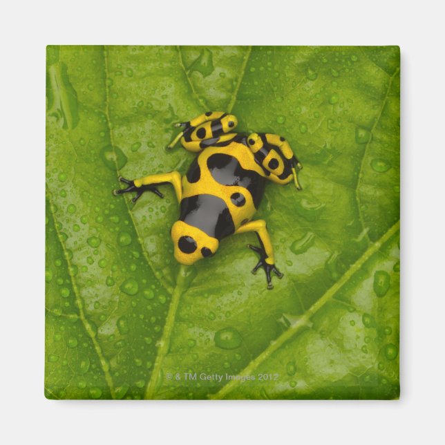 Imán Dart Frog (Frente)
