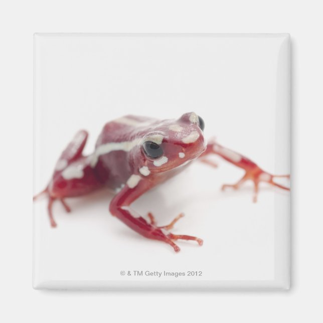 Imán Dart Frog 2 de veneno blanco a rayas (Frente)