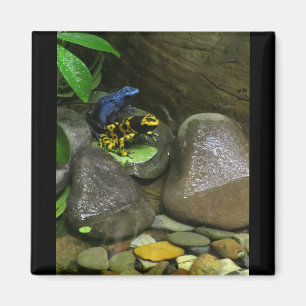 Imán Dart Frog Buddies