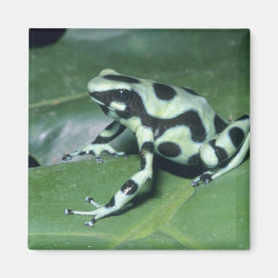 Imán Dart Frog venenoso (Dendrobates auratus) Cahuita