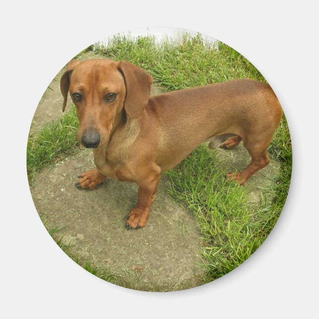 Imán Daschund Magnet (Frente)