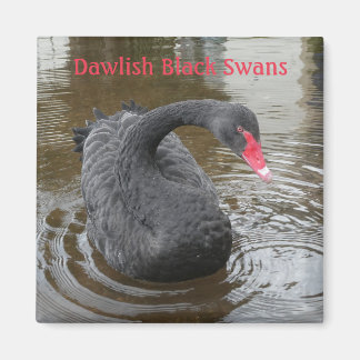 Imán Dawlish Black Swan