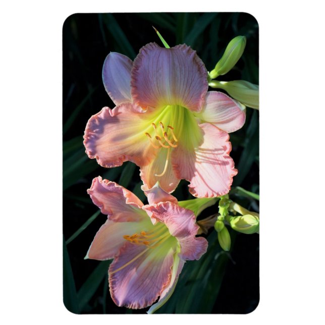 Imán Daylilies (Vertical)