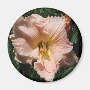 Imán daylily