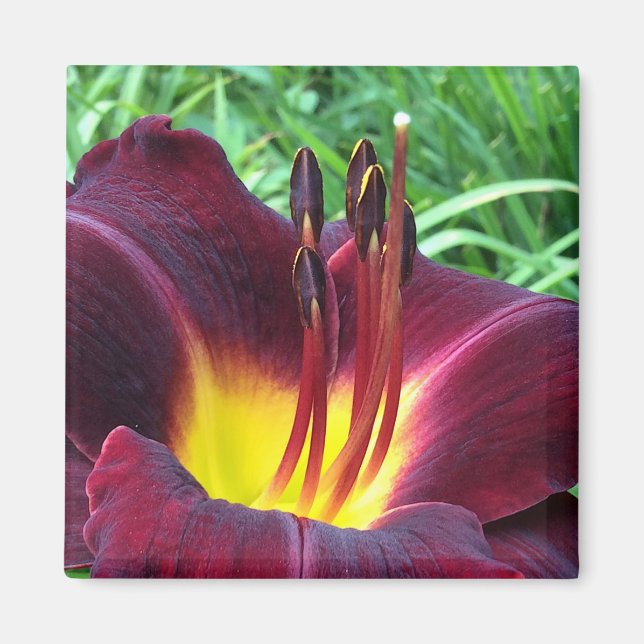 Imán Daylily "Dominic" B Vino Oscuro (Frente)