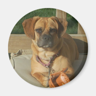 Imán de 003 Puggle
