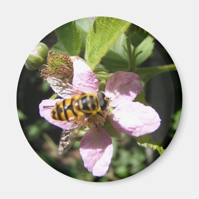 imán de abejas (Frente)