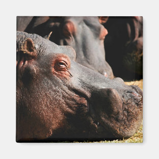 Imán de actitud de Hippo