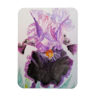 Imán de Acuarela de Flores Florales Iris Púrpura