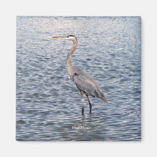Imán de agua de la garza azul