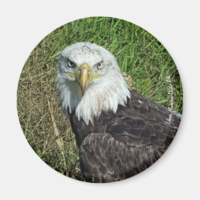 Imán de águila calva (Frente)