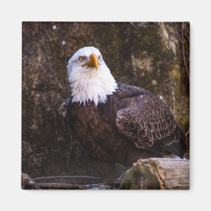 Imán de águila calva
