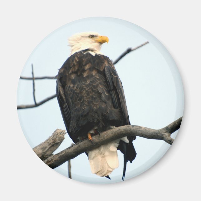 Imán de águila calva estadounidense (Frente)