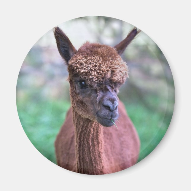 Imán de Alpaca Marrón (Frente)