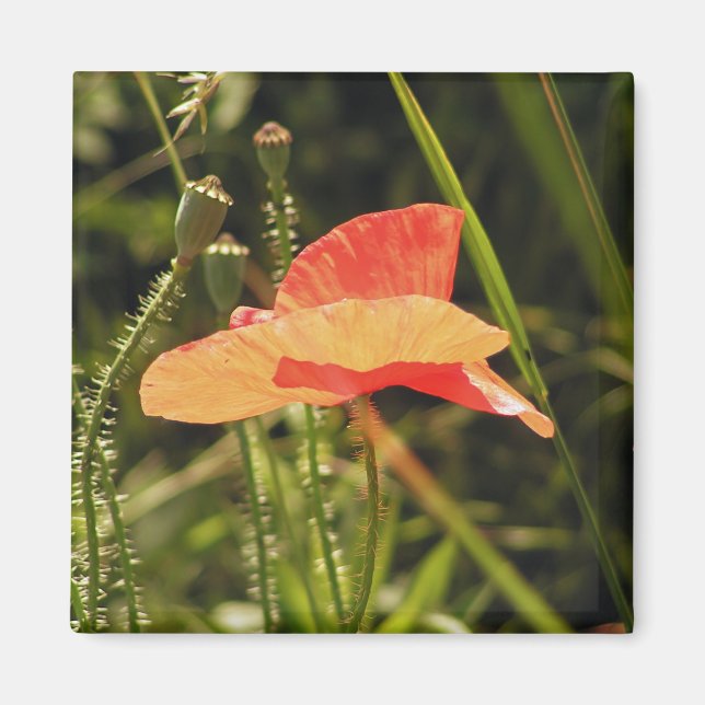 Imán de amapola (Frente)