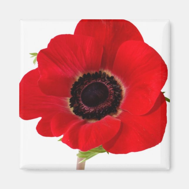 Imán de amapola (Frente)