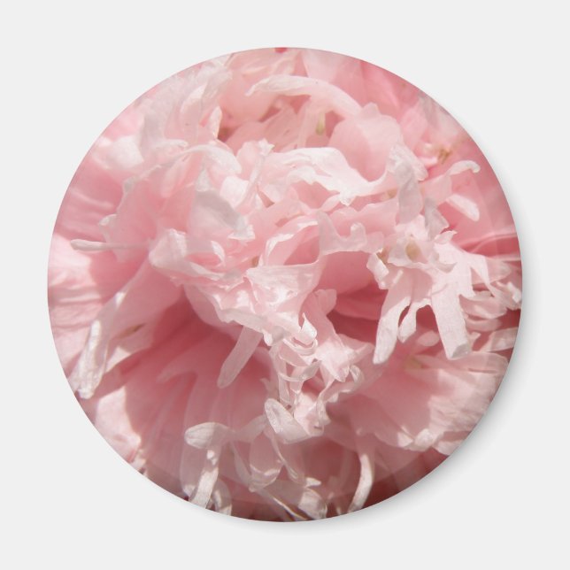 Imán de amapola rosa pálida bonito (Frente)